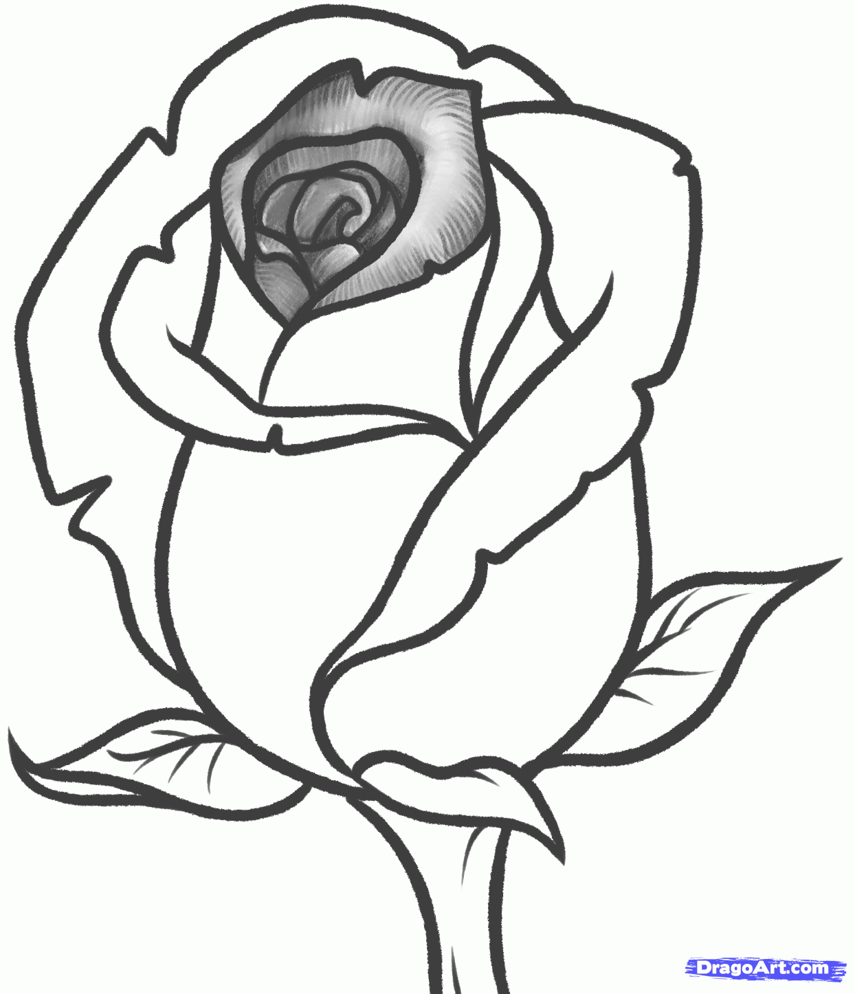 Free Rose Flower Drawing, Download Free Rose Flower Drawing png images
