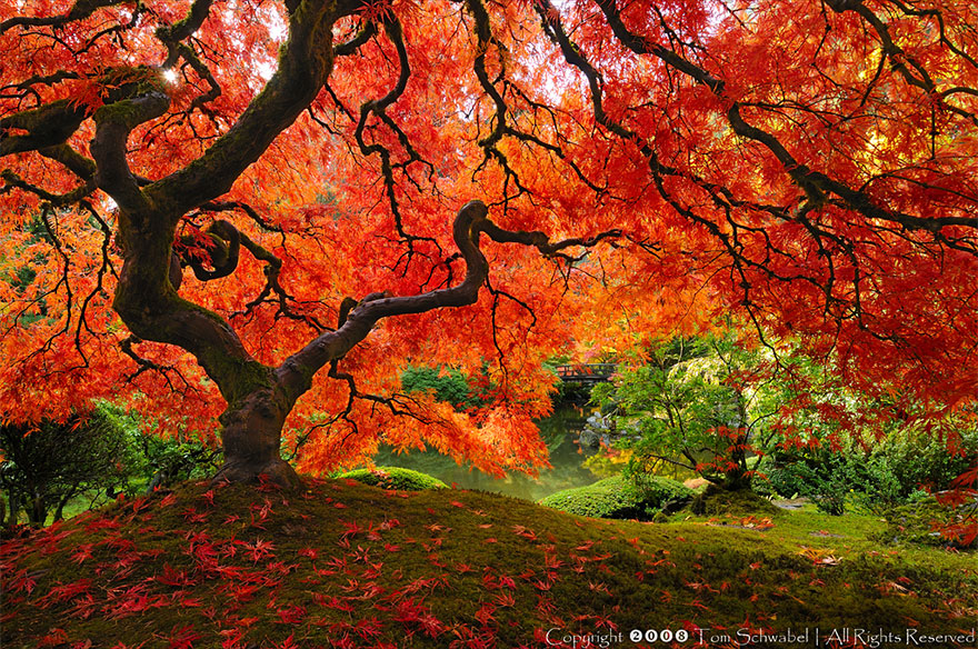 amazing-trees-4.jpg