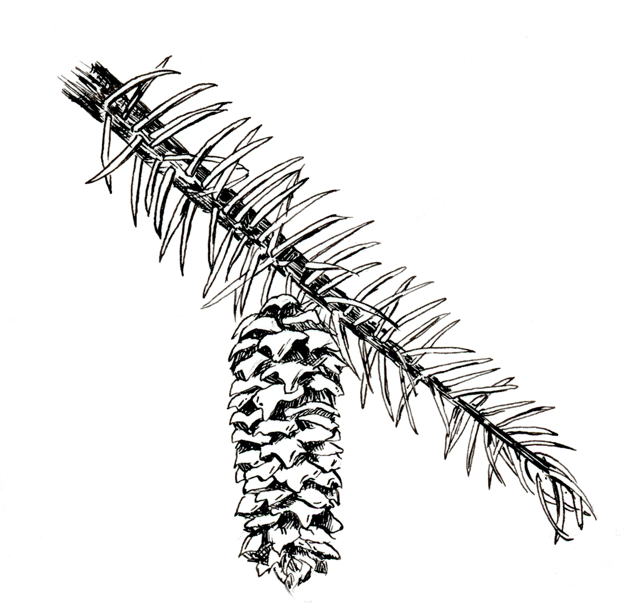 Free Spruce Drawing, Download Free Spruce Drawing png images, Free