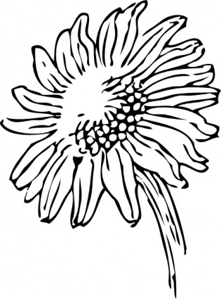 Sunflower Seed Clipart | Clipart library - Free Clipart Images