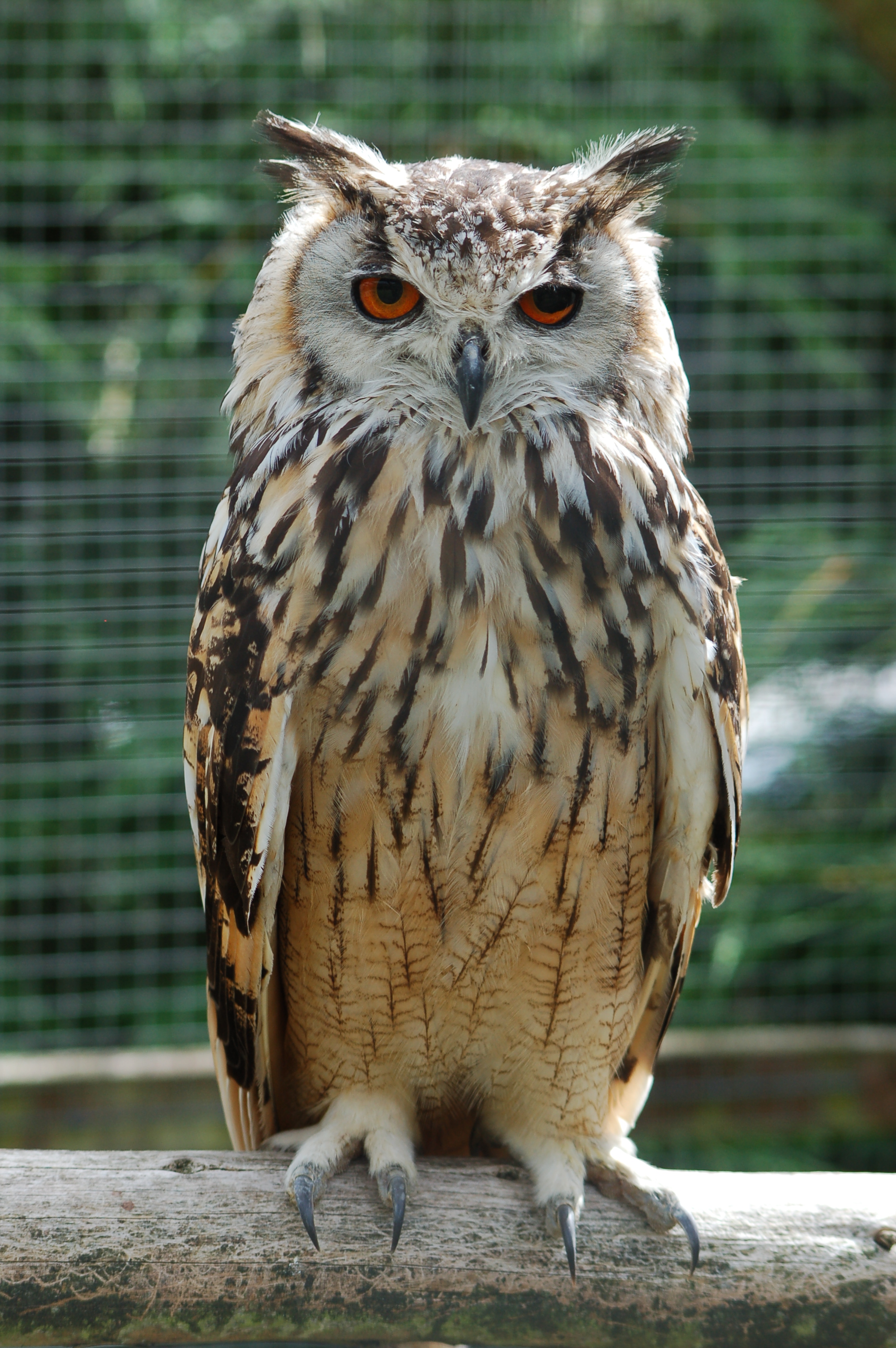 File:Bengalese Eagle Owl - Wikimedia Commons