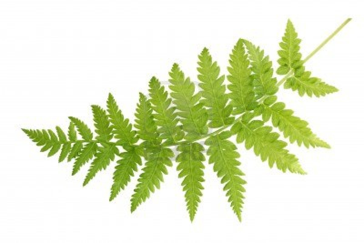 clip art fern leaf - photo #33