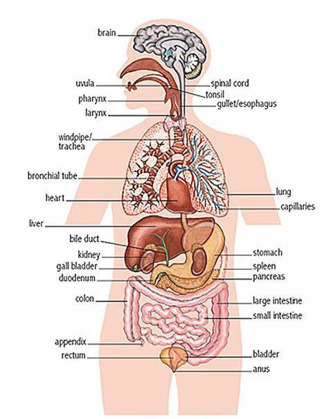 Internal Organs Of The Human Body Anatomical Chart