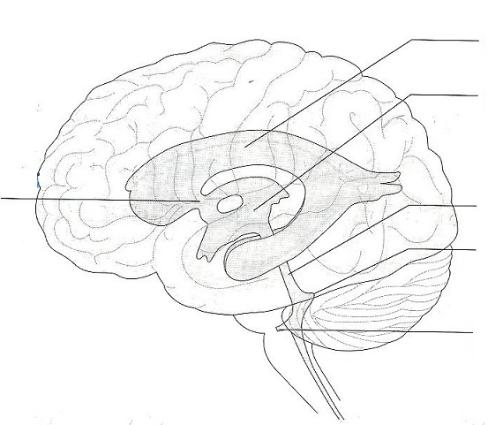 the human brain diagram blank