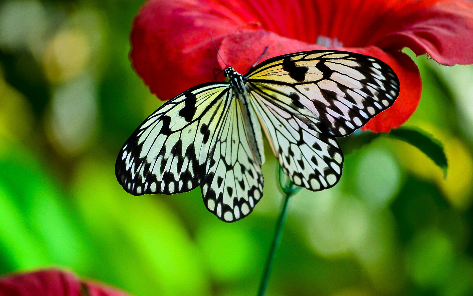 free-black-and-white-butterfly-download-free-black-and-white-butterfly