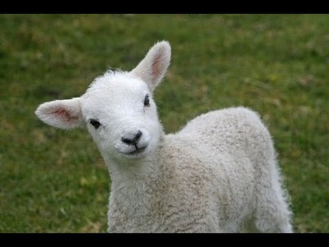 Cute Little Lamb get