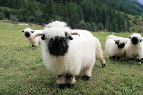 The Valais Blacknose Are the World