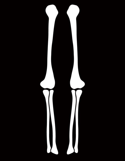 Free Skeleton Arm, Download Free Skeleton Arm png images, Free ClipArts