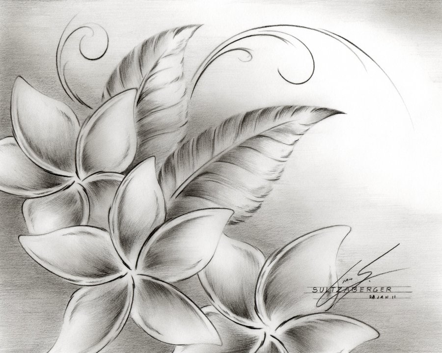 Free Plumeria Tattoo Black And White, Download Free Clip Art, Free Clip