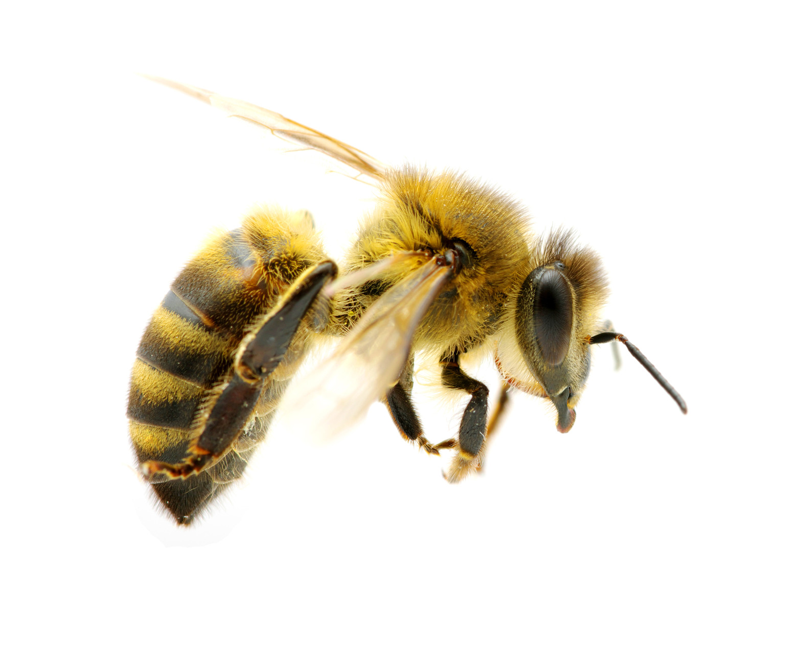 transparent background honey bee png.