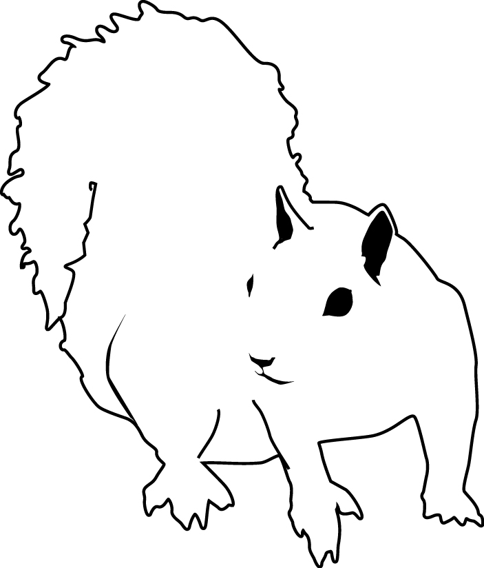 KORI - KORI Squirrel