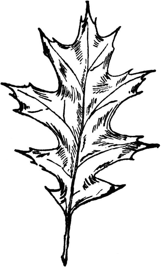 Oak Leaf Drawings