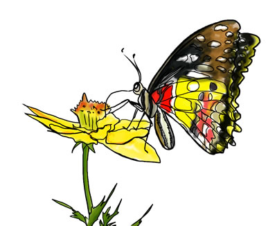 FREE Butterfly Clip Art 21