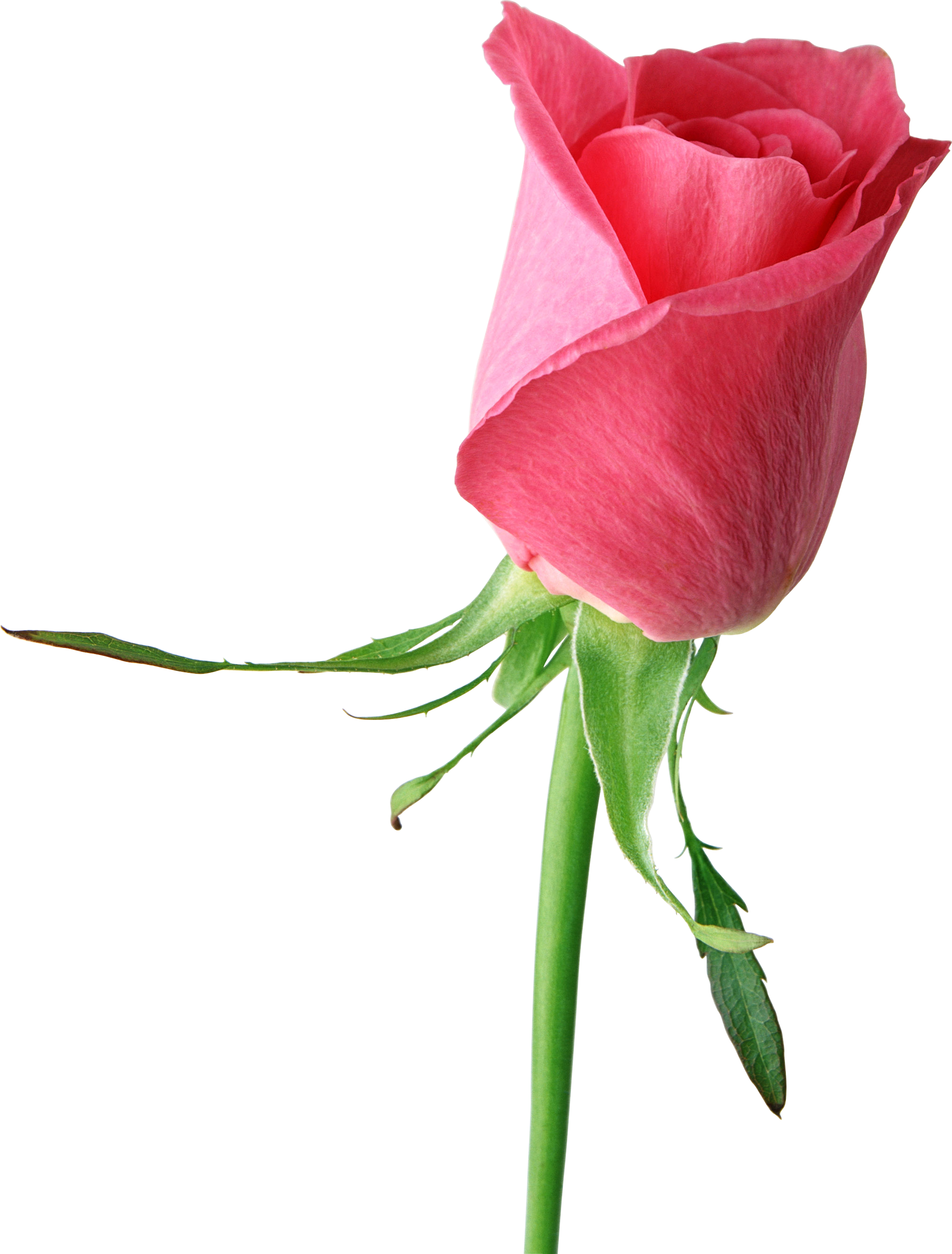 Pink Rose Large PNG Clipart