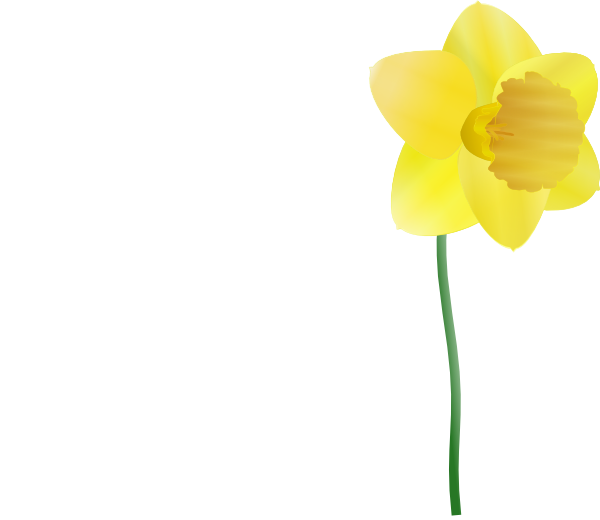 Daffodil clip art - vector clip art online, royalty free  public 