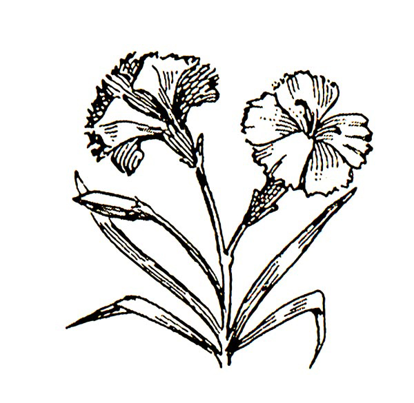 Carnation Flower Tattoo Designs - Clipart library