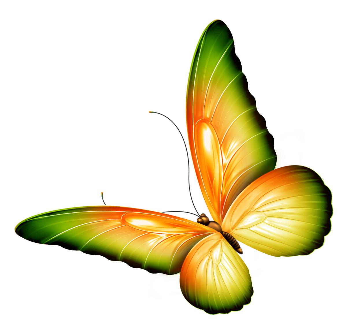 Images For  Green Butterfly Clipart