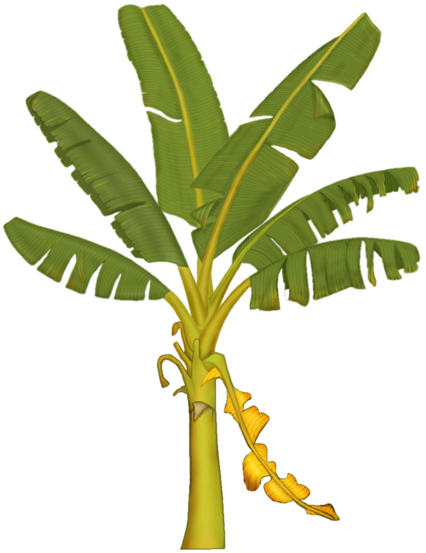 Banana Tree Clip Art 