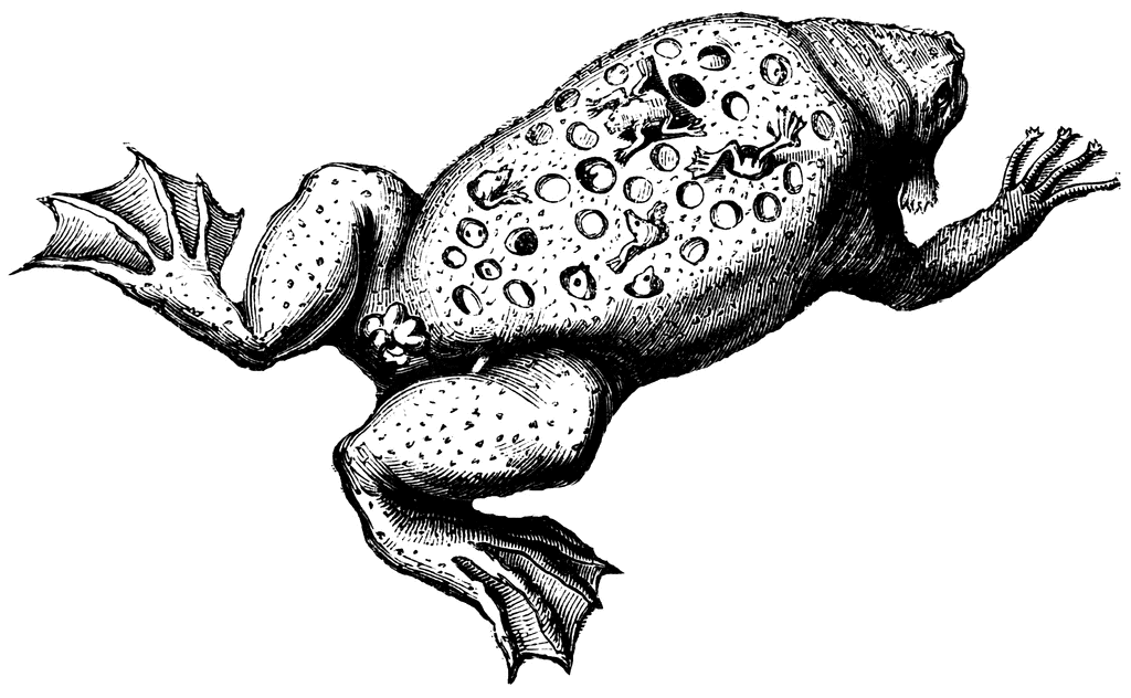 Surinam toad | ClipArt ETC