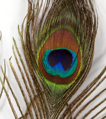 Peacock Feathers and Artificial Peacocks