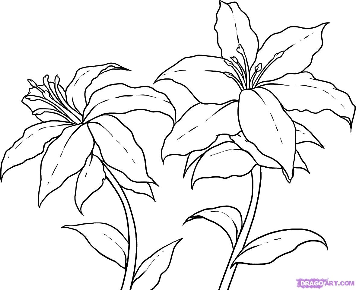 Featured image of post How To Draw A Rainforest Flower / How to draw flowers in a pot.
