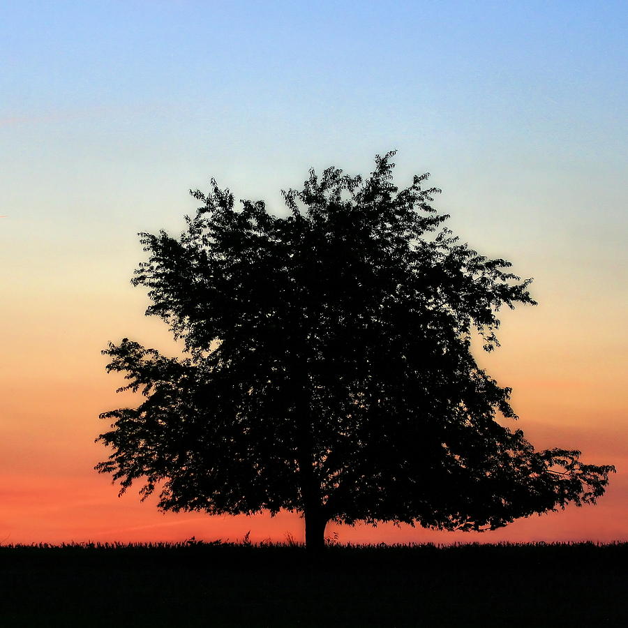 Silhouette Of Tree At Sunset - Square by Angela Rath