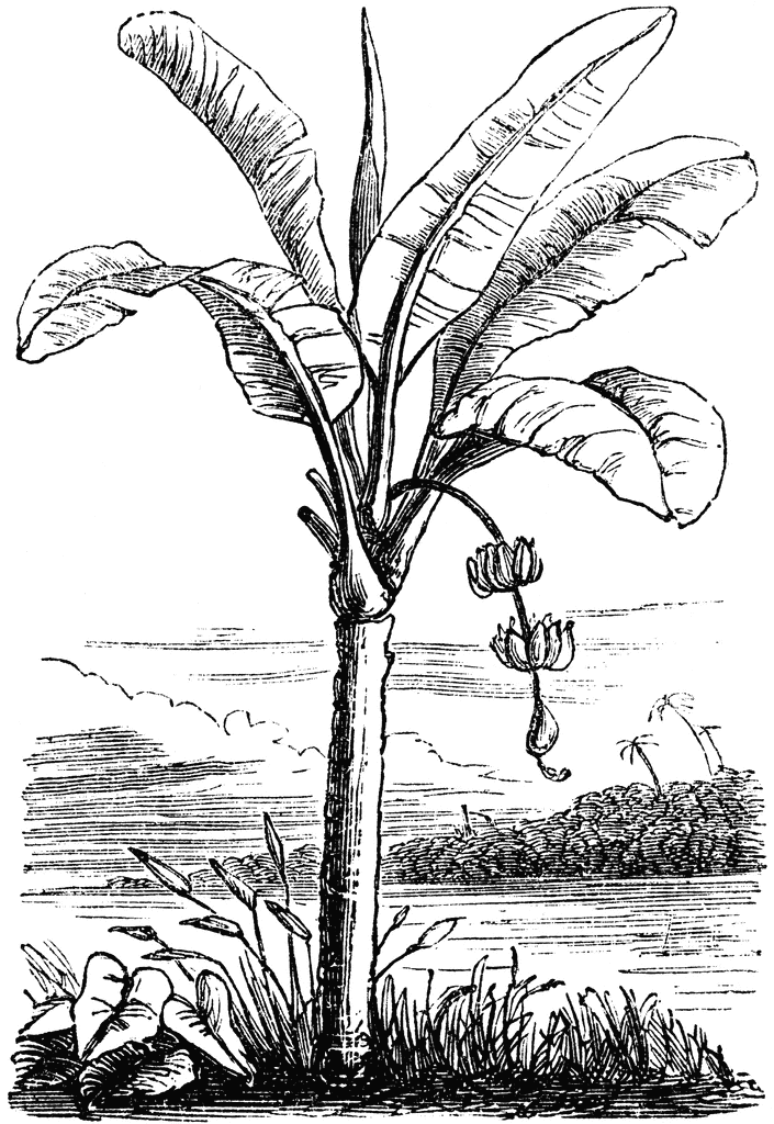 Plantain Tree Drawing | Free Download Clip Art | Free Clip Art | on