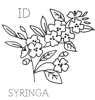 How To Draw A Flowering Dogwood Tree - Clipart library
