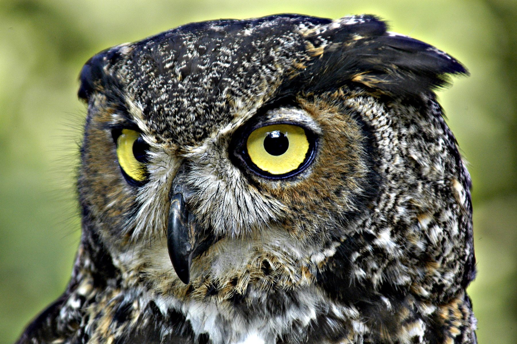 Great Horned Owl Is Early Nester |