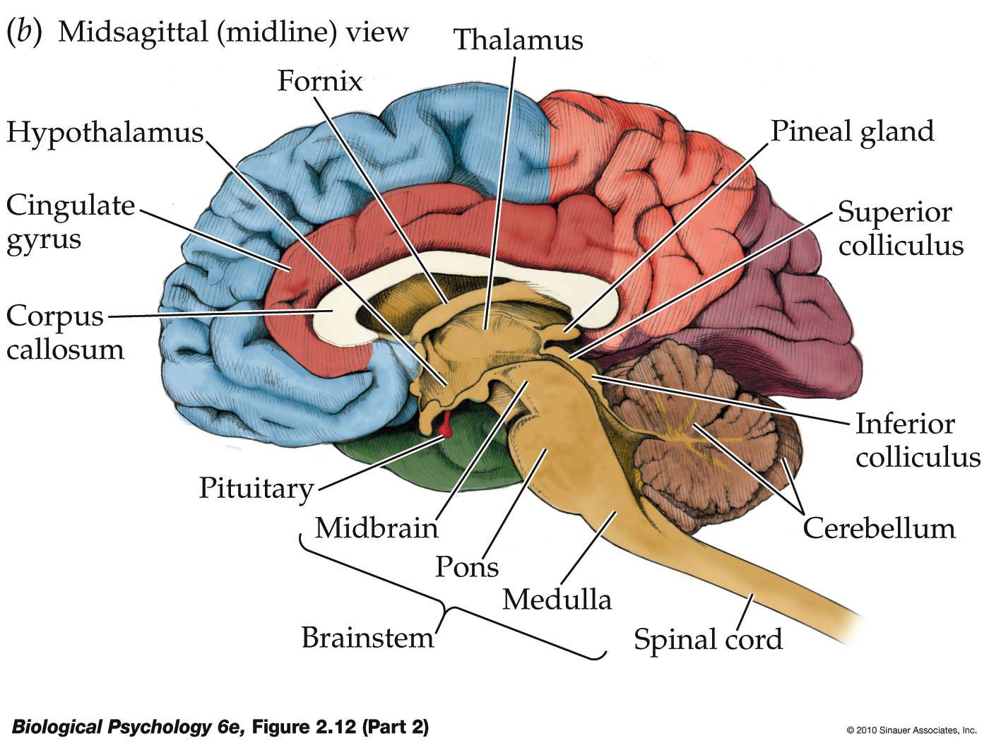 Free Brain Diagram Download Free Clip Art Free Clip Art On