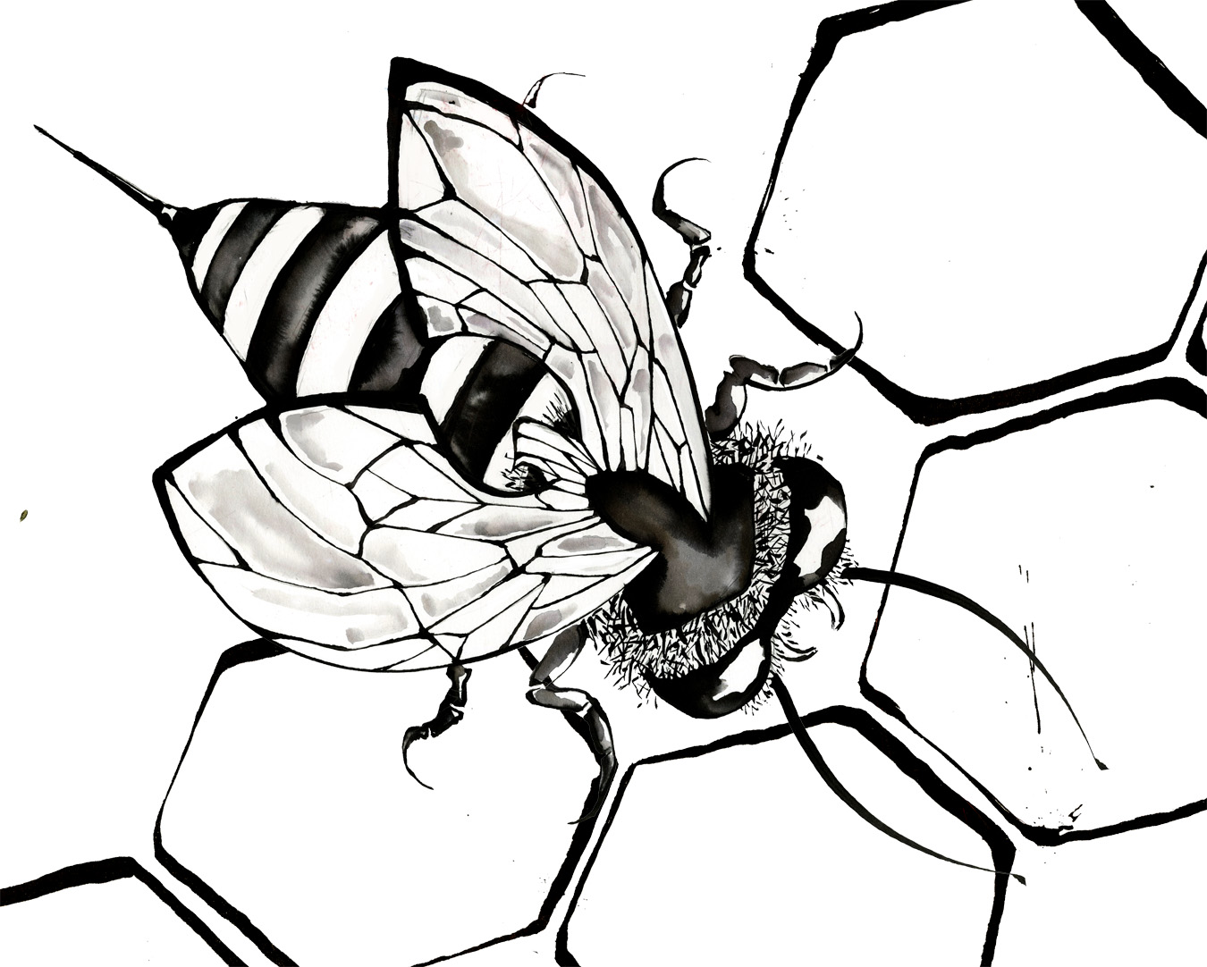clip art bee line drawing - photo #7