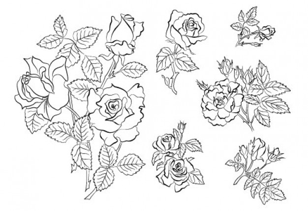 Roses and leaves outline - Illustrations | Pixempire