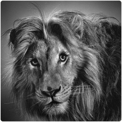 Featured image of post Pencil Drawing Images Animals