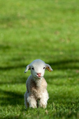 cute baby lamb | Tumblr