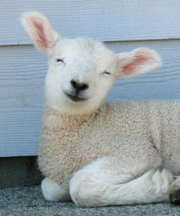Happy Little Lamb | Just Cute Animals