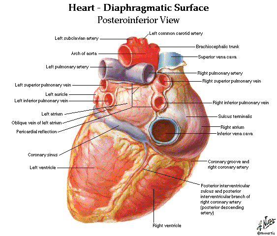 Human Heart Diagram Blank - Anatomy