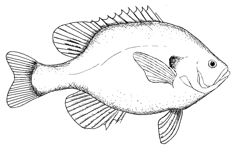 gudu ngiseng blog: black and white fish drawing