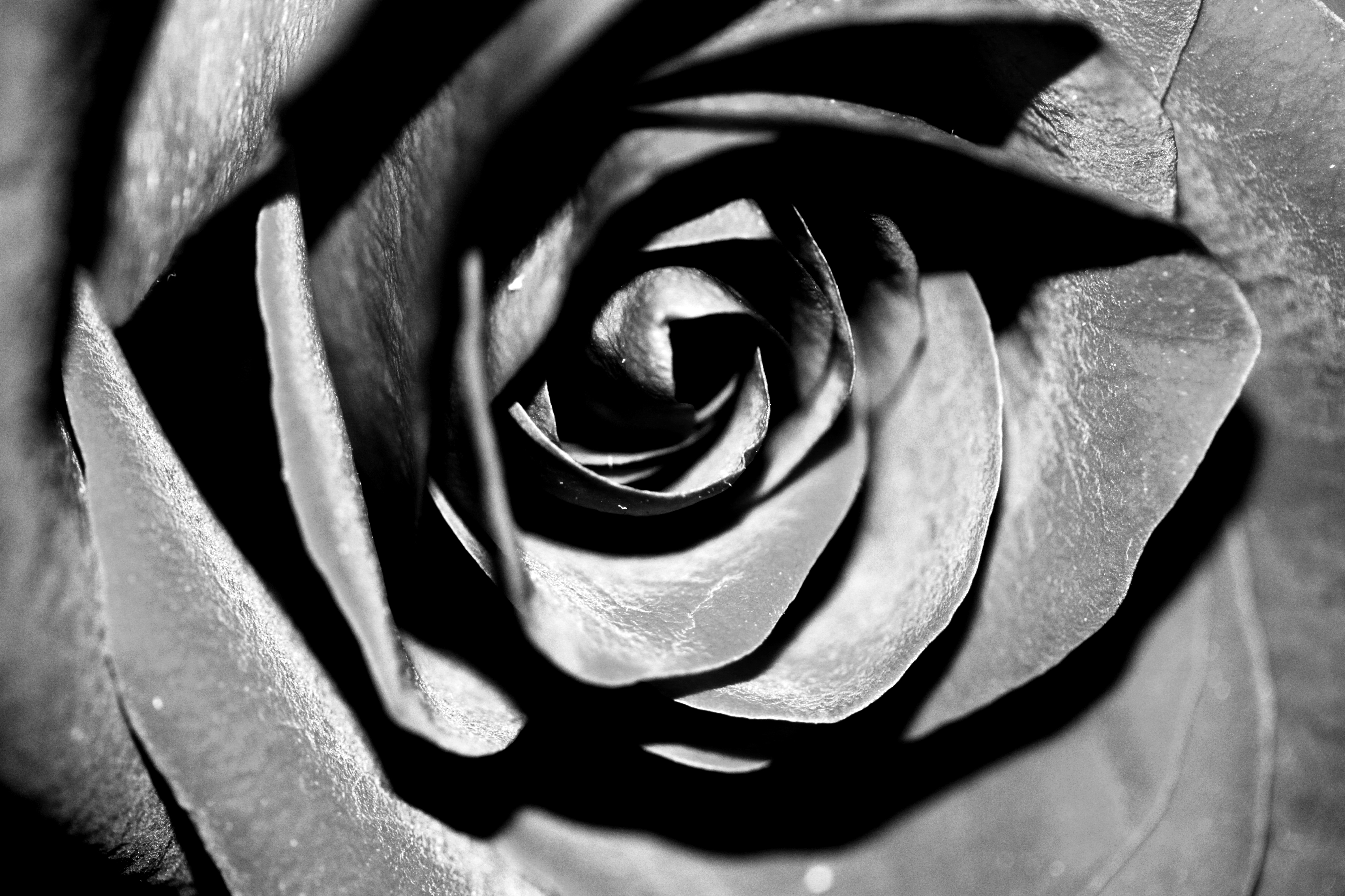 Rose Images Black And White - HD Photos Gallery