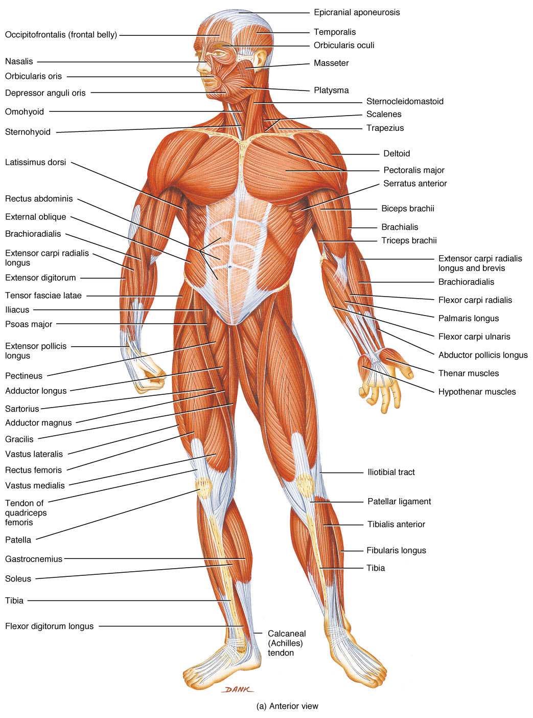 name-of-all-human-body-parts-clip-art-library