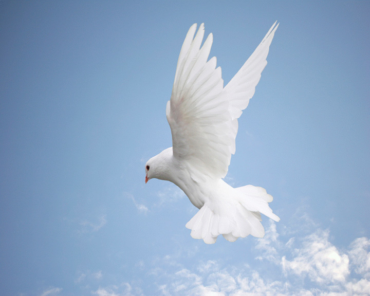 Holy Spirit dove blue sky | Catholic Lane