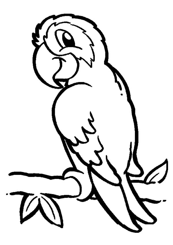 Parrot on Branch Coloring Page - Download  Print Online Coloring 