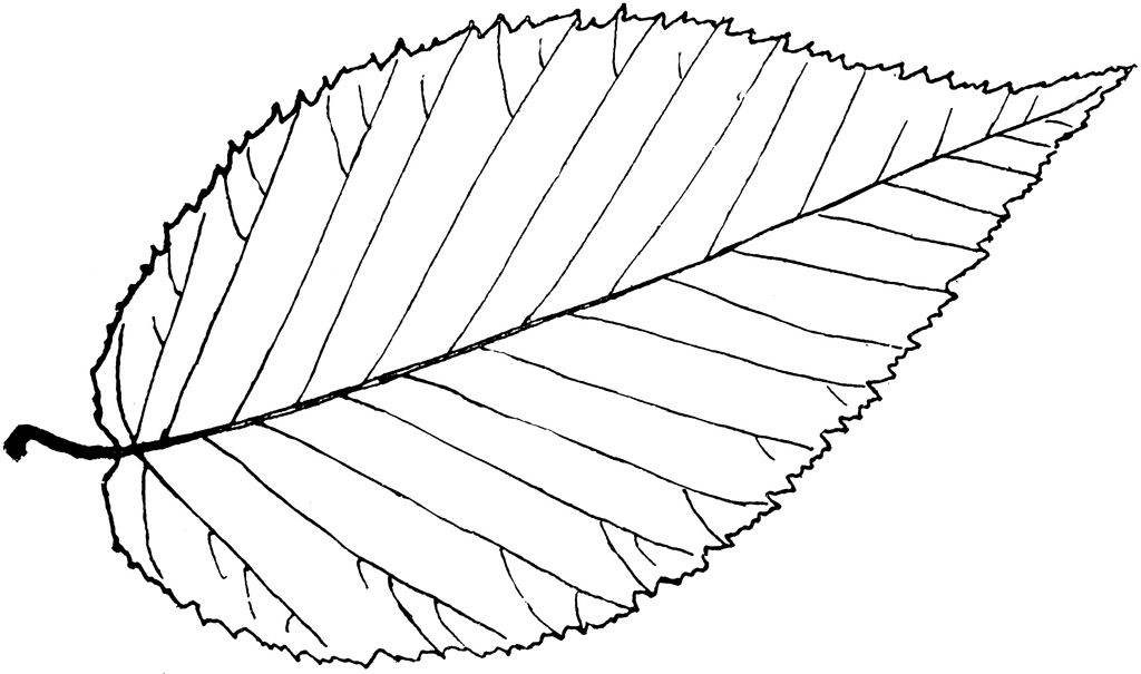 Genus Betula, L. (Birch) | ClipArt ETC