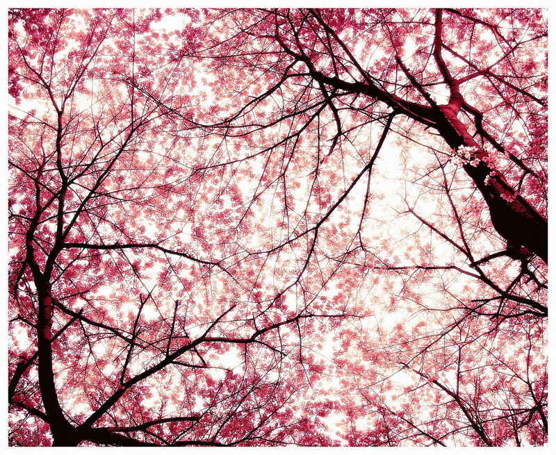 Cherry Blossom Cartoon Images  Pictures - Becuo