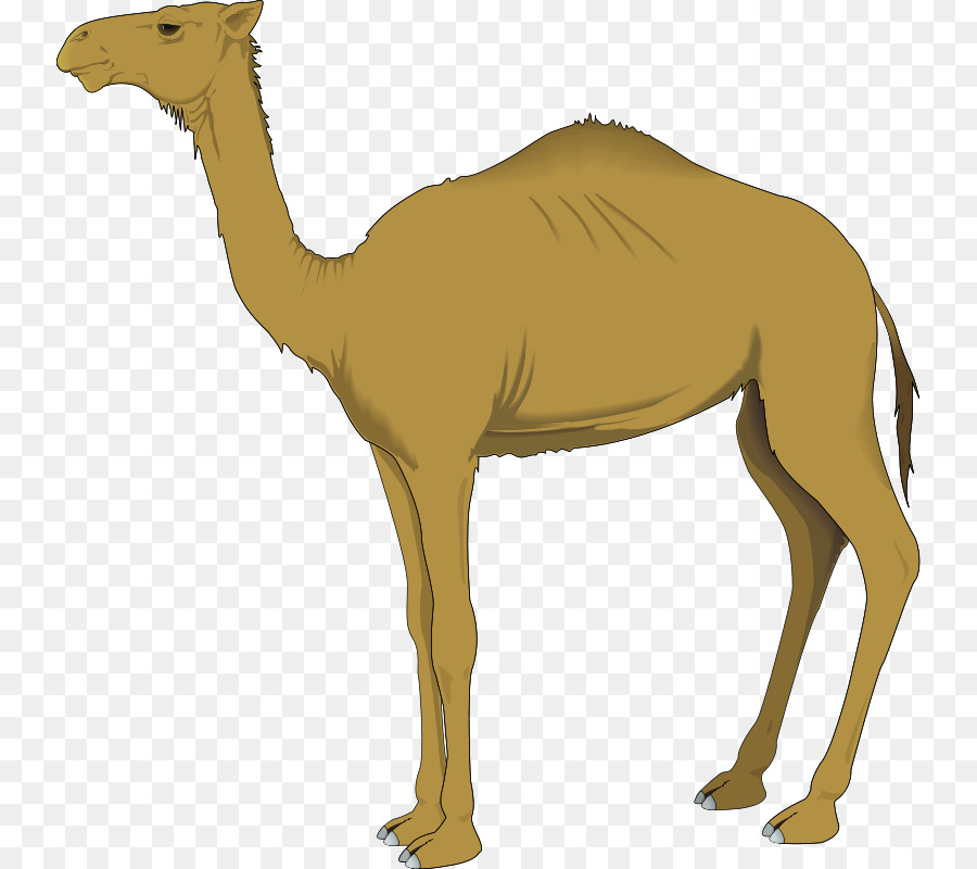 Dromedary Computer Icons Clip art - Wise Man png download - 796*800 - Free Transparent Dromedary png Download.