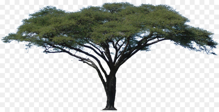 Acacia African Trees Clip art - oak png download - 1472*741 - Free Transparent Acacia png Download.