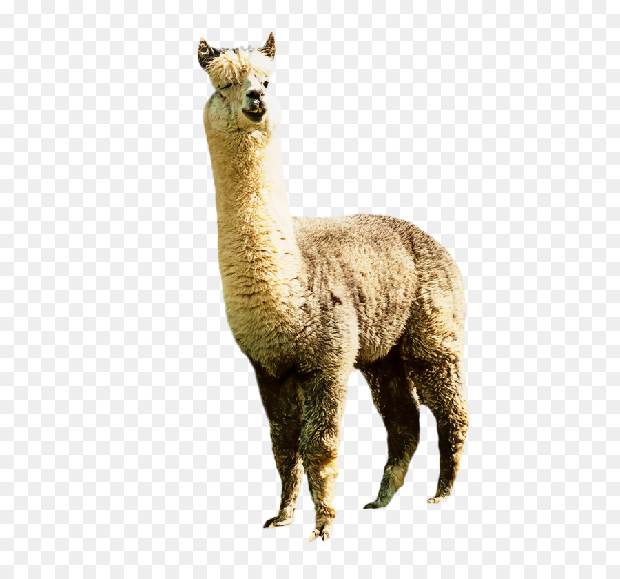 Llama Alpaca Clip art Image Illustration -  png download - 599*821 - Free Transparent Llama png Download.