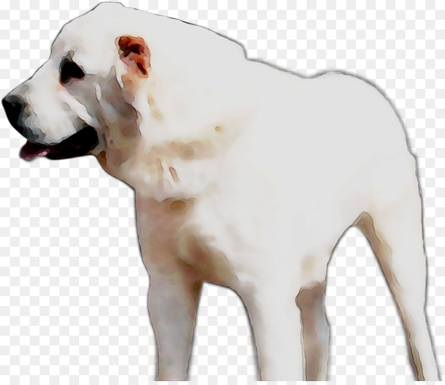 American Bulldog Dogo Argentino Cordoba Fighting Dog Bully Dog Dog breed -  png download - 1288*1105 - Free Transparent American Bulldog png Download.