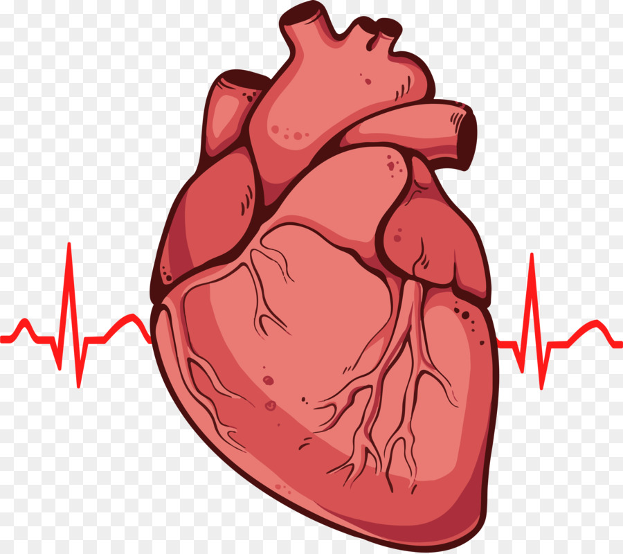 Heart Drawing Anatomy Diagram Clip art - human png download - 4456*3951 - Free Transparent  png Download.