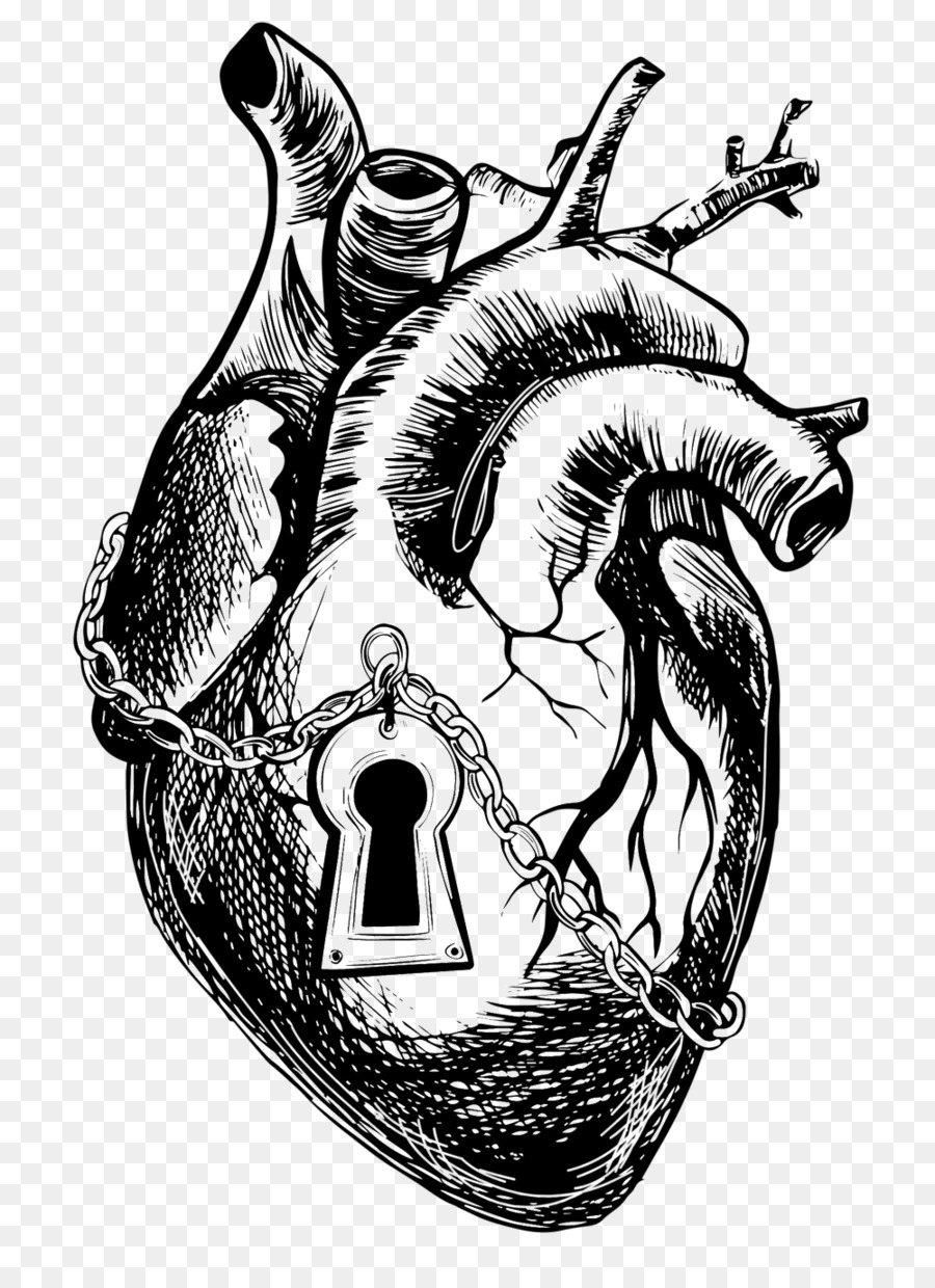 Clip art Anatomy Heart Drawing Graphics - anatomical vector png download - 1000*1362 - Free Transparent Anatomy png Download.