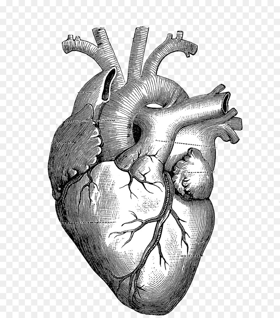 Drawing Anatomy Heart Diagram - heart png download - 1325*1500 - Free Transparent  png Download.